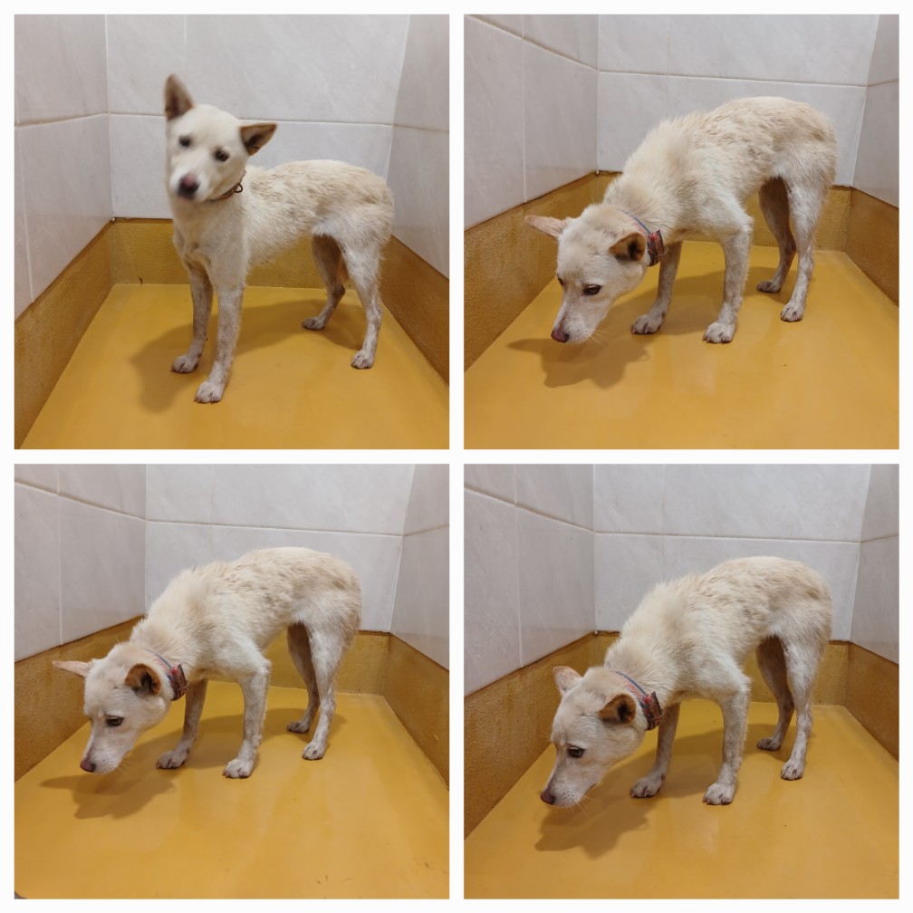 천안시 동물보호센터_444449202401440